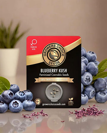 blueberry kush cannabis seeds