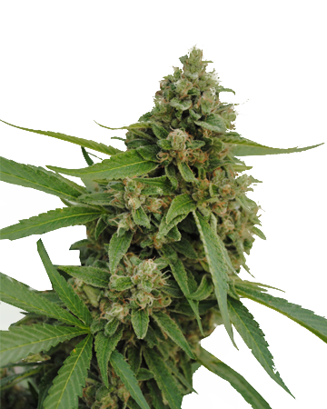 Bubba Kush Feminized Cannabis Seeds