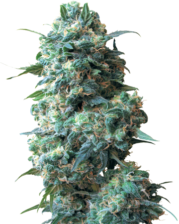 Sour Kush Auto-Flowering Feminized Cannabis Seeds