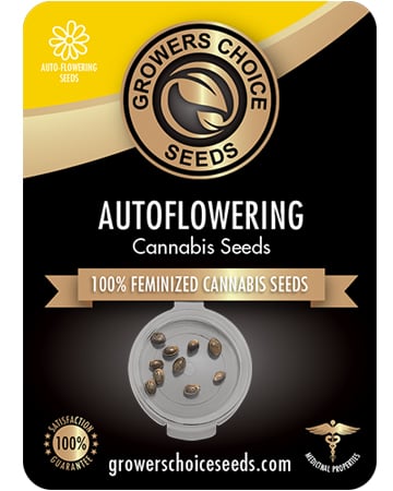Buy Candy Kush Auto