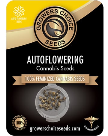 Buy Kush XL Auto