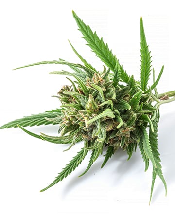 Buy Candy Kush Auto