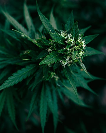 Buy Durban Poison