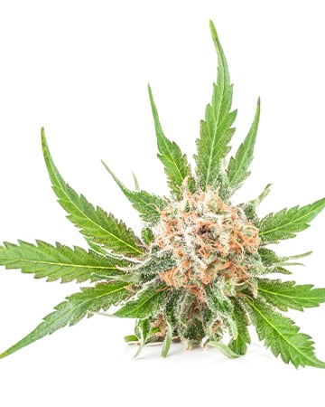 Buy Hindu Kush Auto