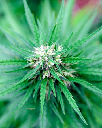 Buy Kush XL Auto