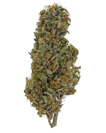 Buy Hindu Kush Auto