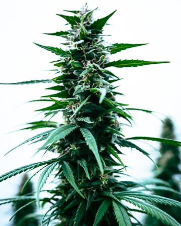 Buy Durban Poison