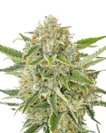 Buy Hindu Kush Auto