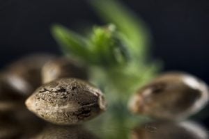 wholesale cannabis seeds discount