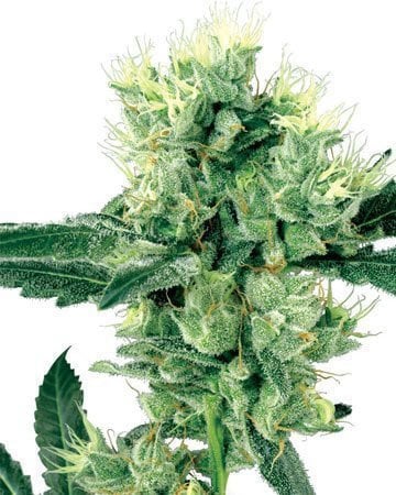 Buy Skunk Kush