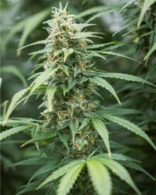 shop-premium-Skunk-Kush-Seeds