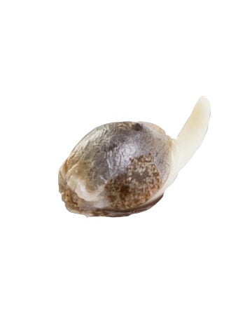 Buy-CBD-Shark-Medical-Feminized-Cannabis-Seeds