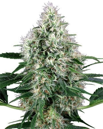 Buy CBD Shark
