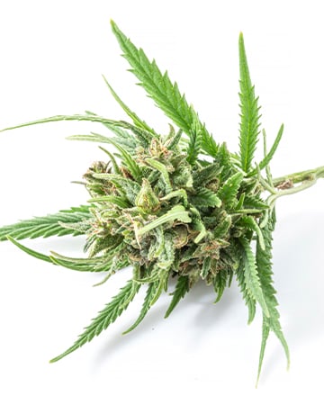 Buy Haze XL Auto