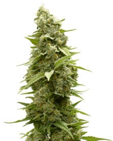 Buy Haze XL Auto