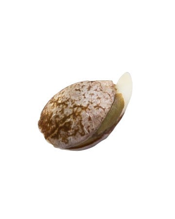 Single Haze XL Strain Seed