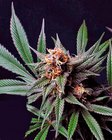 Buy CBD Shark