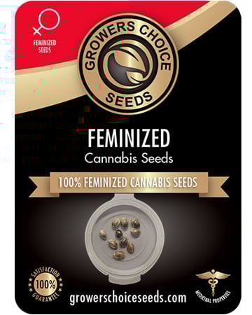 Buy CBD Shark