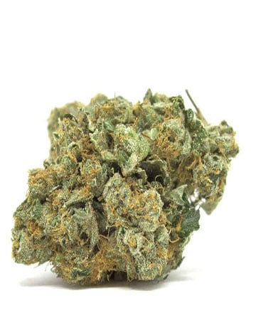 Buy CBD Shark