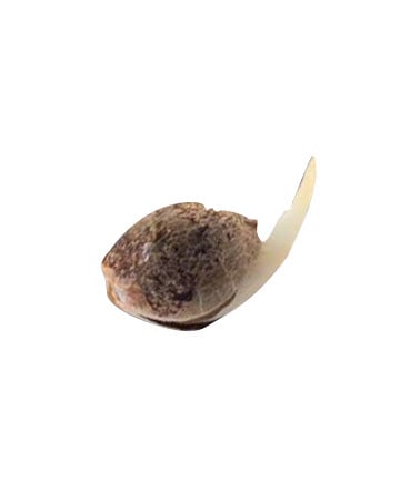 CBD-Critical-Mango-Medical-Feminized-Cannabis-Seeds