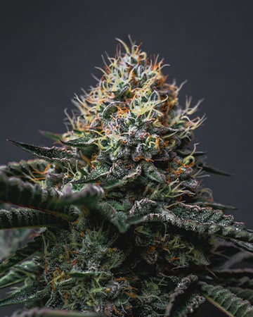 Buy Critical Kush