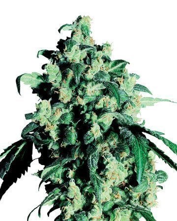 Buy Best Beginner Combo Pack of Grower Choice Seeds