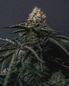 Buy Critical Kush