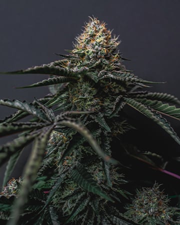 Buy Critical Kush