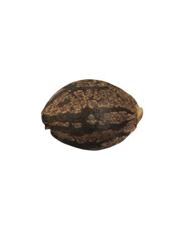 Single Critical Kush Seed