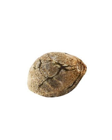 Buy Green Crack