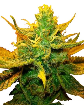 Buy CBD Critical Mango