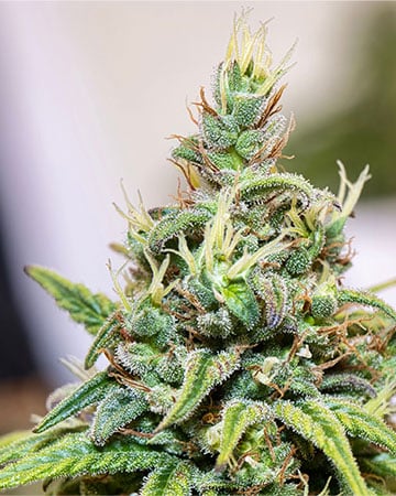 Buy Green Crack