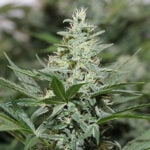 Green Crack