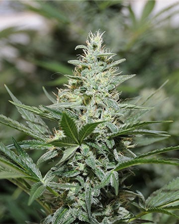 Buy Green Crack