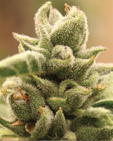 Buy CBD Critical Mango