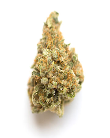 Buy CBD Critical Mango
