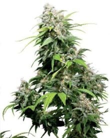 Buy Bubble Gum Auto
