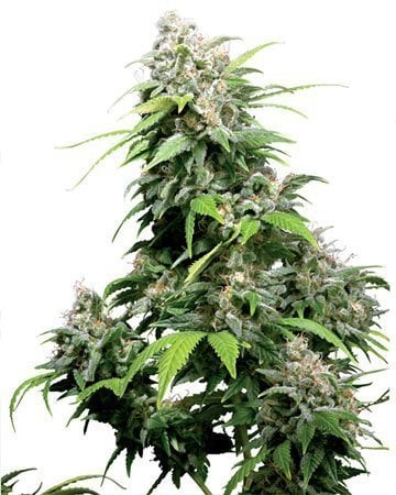 Buy Bubble Gum Auto