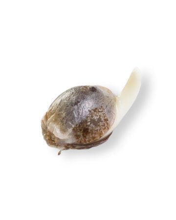 Single Chemdawg Seeds