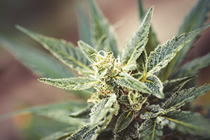 A marijuana flower