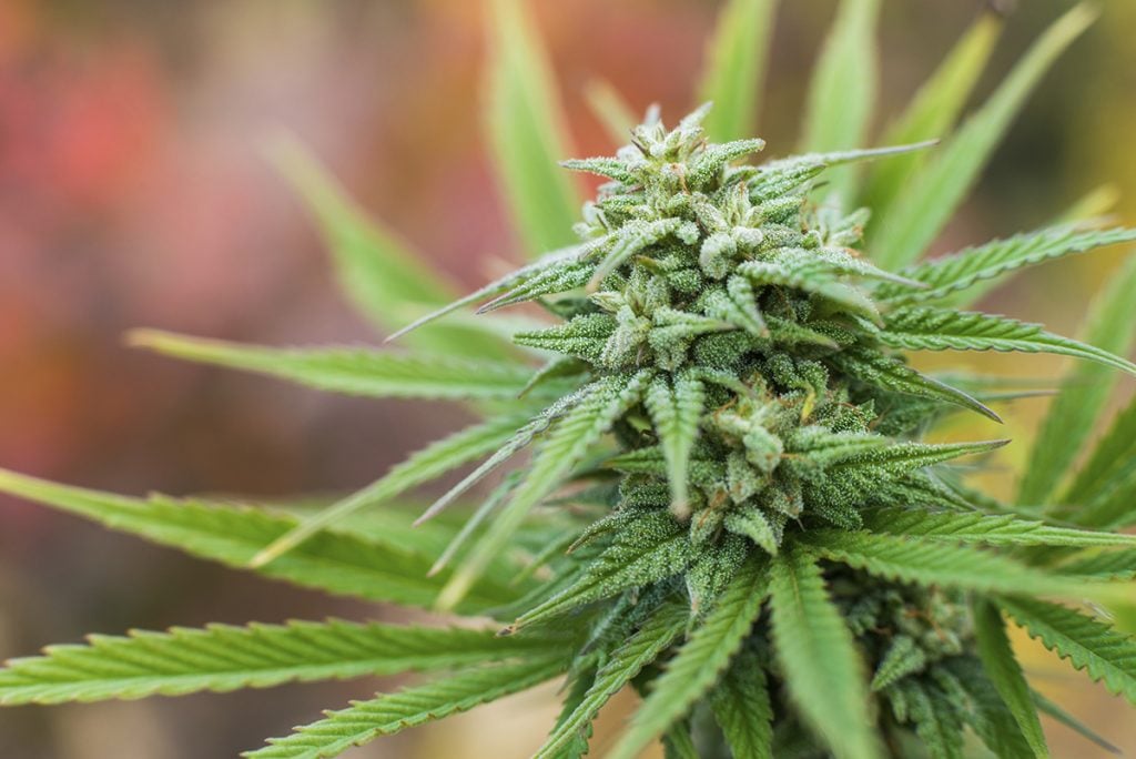 Purchase Kush Seeds Online