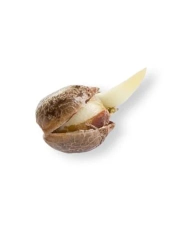 Buy Girl Scout Cookie Seeds
