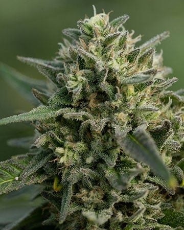 Buy Mexican Haze