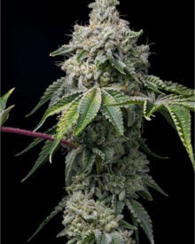 Buy Mexican Haze