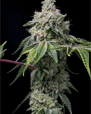 Buy Mexican Haze