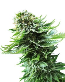 Buy ACDC CBD