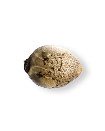 Buy-Cream-Autoflowering-Feminized-Cannabis-Seeds
