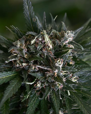 Buy Skunk Auto