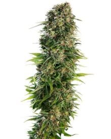 Buy Skunk Auto