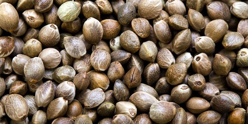 Kush Seeds